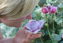 Потерю обоняния при COVID-19 объяснили разрушением мозга